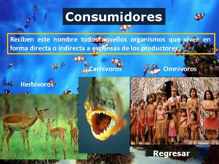 Consumidores Reciben este nombre todos aquellos organismos que viven en forma directa o indirecta Consumidores Reciben este nombre todos aquellos organismos que viven en forma directa o indirecta