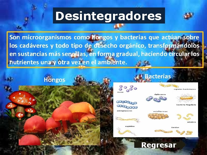 Desintegradores Son microorganismos como hongos y bacterias que actúan sobre los cadáveres y todo Desintegradores Son microorganismos como hongos y bacterias que actúan sobre los cadáveres y todo