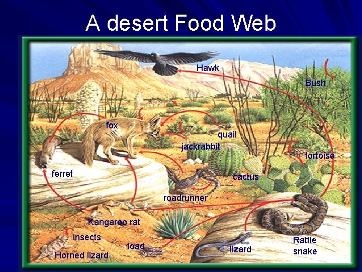 A desert Food Web Hawk Bush fox quail jackrabbit ferret tortoise cactus roadrunner Kangaroo