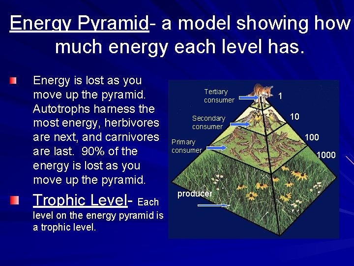 Energy Pyramid- a model showing how much energy each level has. Energy is lost