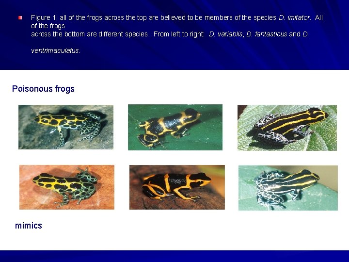 Figure 1: all of the frogs across the top are believed to be members