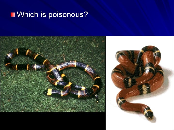 Which is poisonous? 