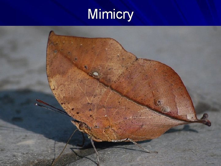 Mimicry 