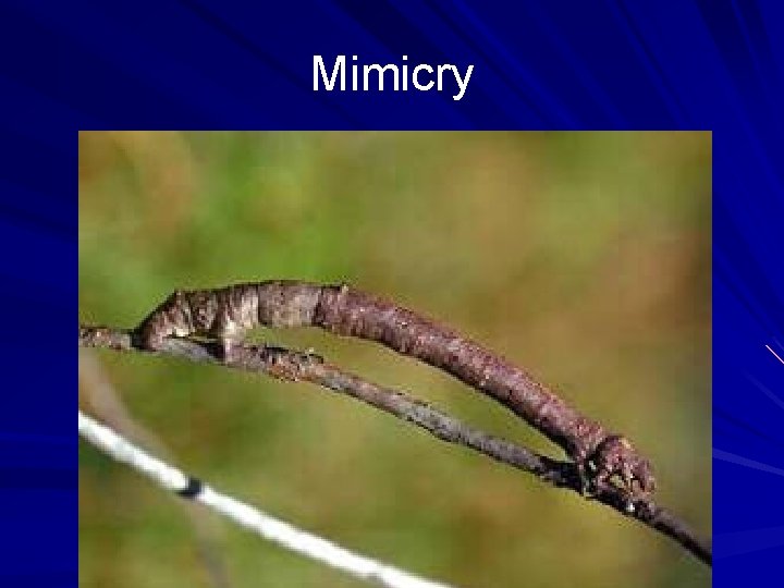 Mimicry 