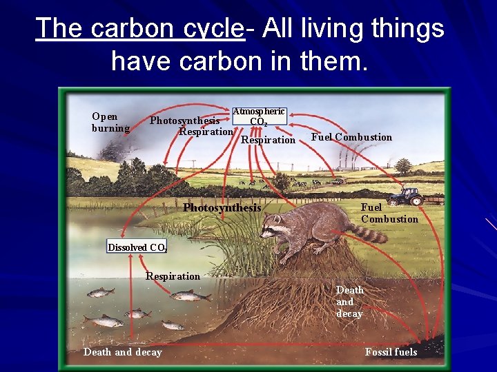The carbon cycle- All living things have carbon in them. Open burning Atmospheric CO