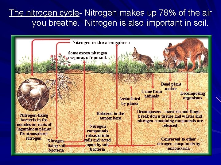 The nitrogen cycle- Nitrogen makes up 78% of the air you breathe. Nitrogen is