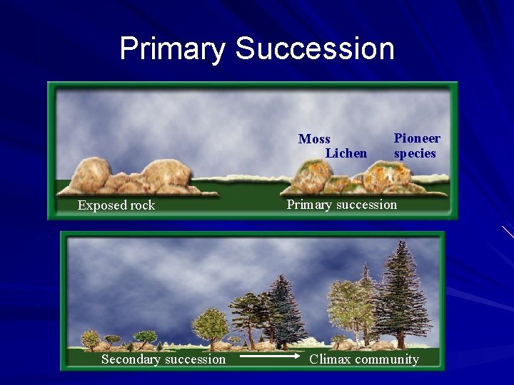 Primary Succession Moss Lichen Exposed rock Secondary succession Pioneer species Primary succession Climax community