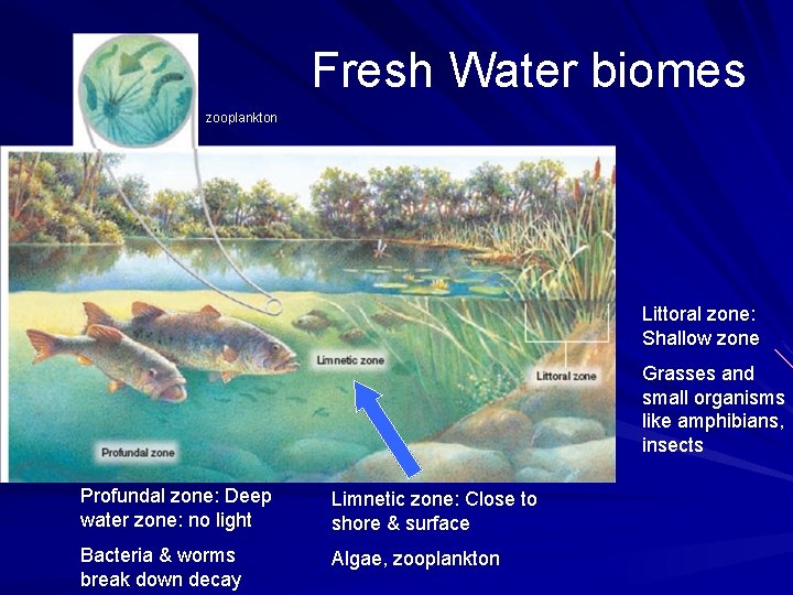 Fresh Water biomes zooplankton Littoral zone: Shallow zone Grasses and small organisms like amphibians,