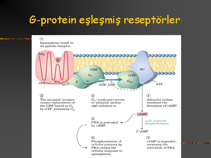 G-protein eşleşmiş reseptörler 