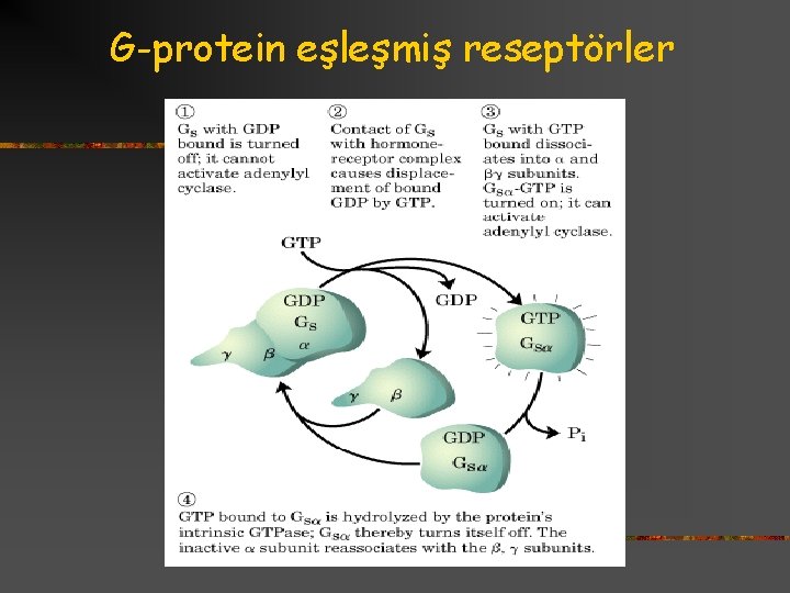 G-protein eşleşmiş reseptörler 