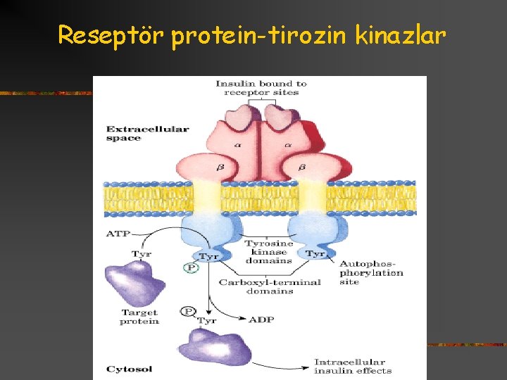 Reseptör protein-tirozin kinazlar 