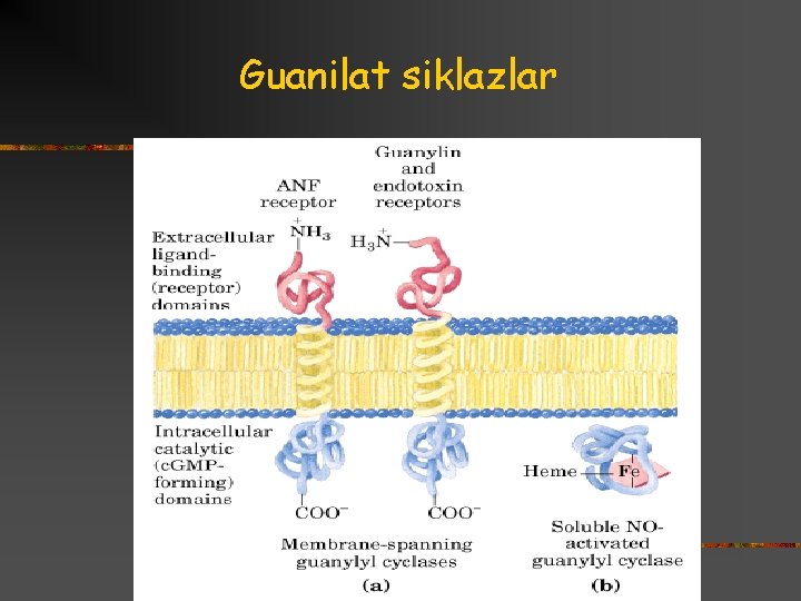 Guanilat siklazlar 