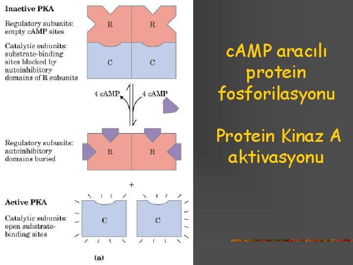 c. AMP aracılı protein fosforilasyonu Protein Kinaz A aktivasyonu 