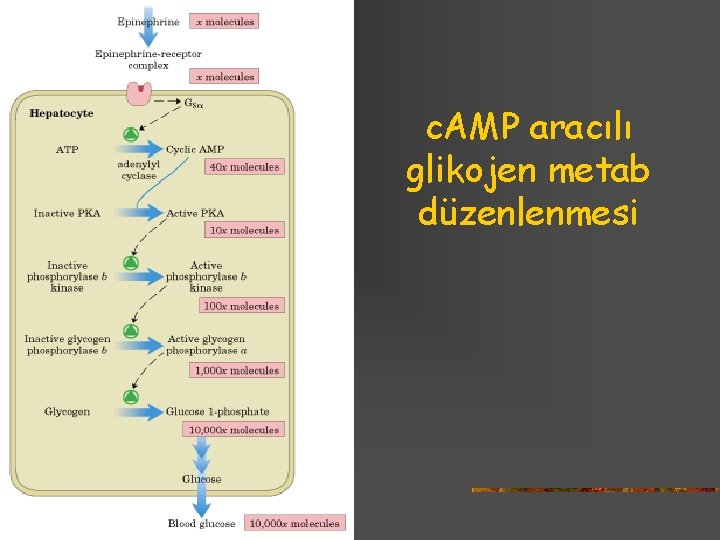 c. AMP aracılı glikojen metab düzenlenmesi 