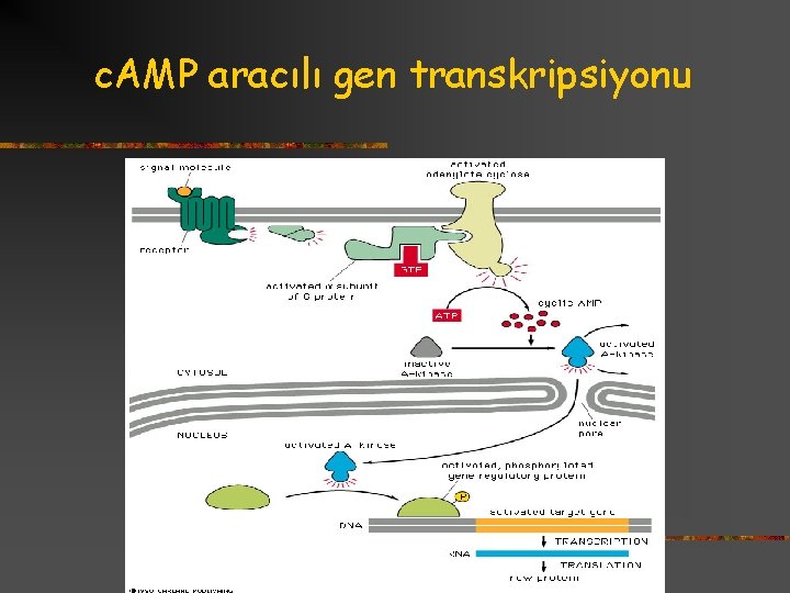 c. AMP aracılı gen transkripsiyonu 