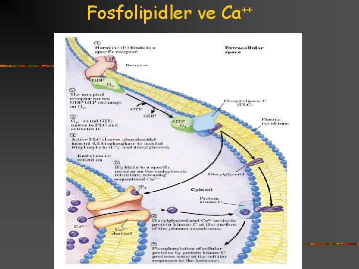 Fosfolipidler ve Ca++ 