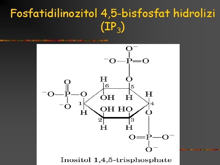 Fosfatidilinozitol 4, 5 -bisfosfat hidrolizi (IP 3) 
