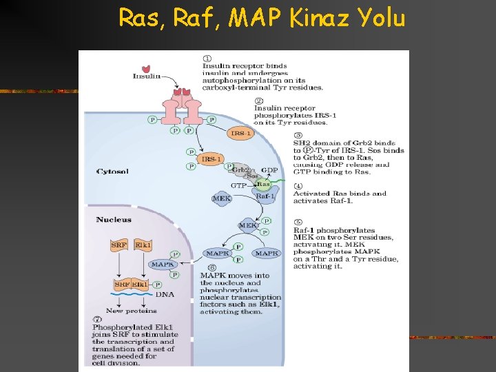 Ras, Raf, MAP Kinaz Yolu 