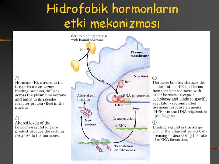 Hidrofobik hormonların etki mekanizması 