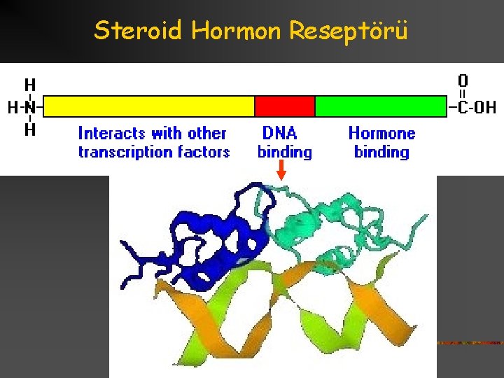 Steroid Hormon Reseptörü 