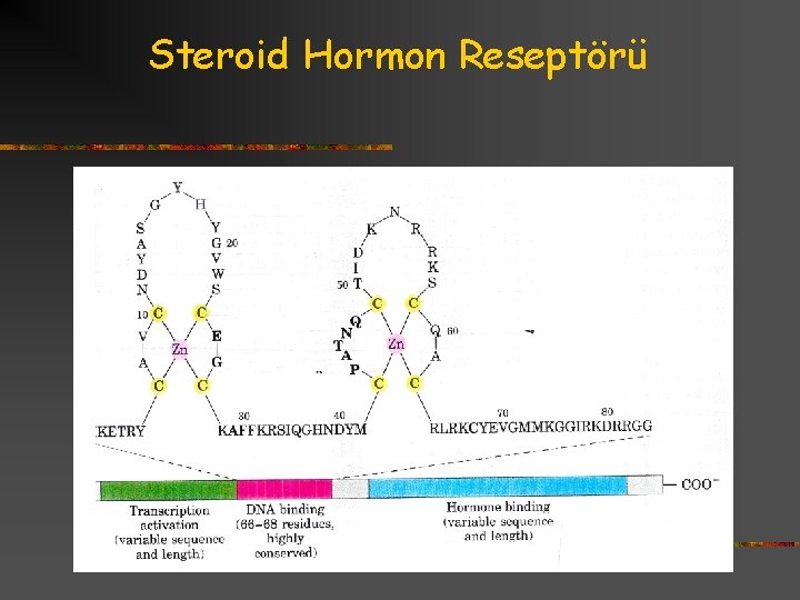 Steroid Hormon Reseptörü 