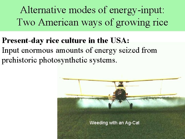 Alternative modes of energy-input: Two American ways of growing rice Present-day rice culture in