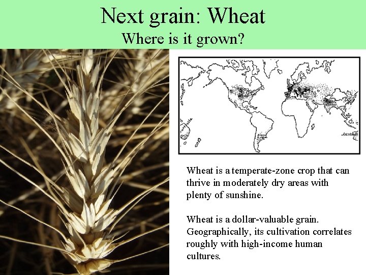 Next grain: Wheat Where is it grown? Wheat is a temperate-zone crop that can