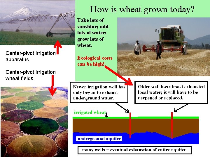 How is wheat grown today? Take lots of sunshine; add lots of water; grow