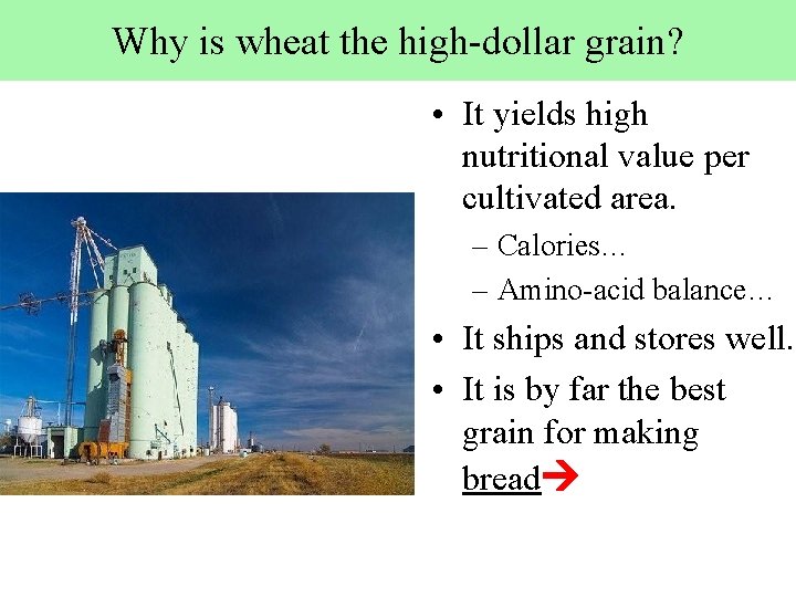 Why is wheat the high-dollar grain? • It yields high nutritional value per cultivated