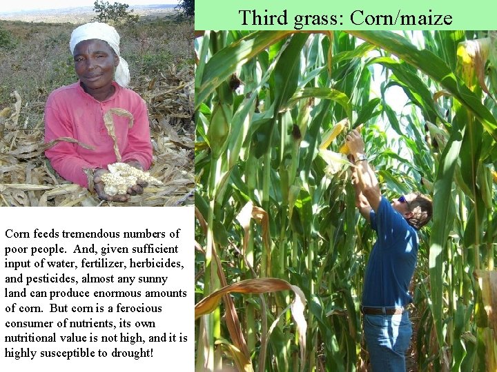 Third grass: Corn/maize Corn feeds tremendous numbers of poor people. And, given sufficient input