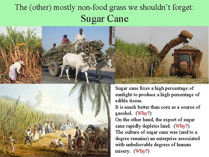 The (other) mostly non-food grass we shouldn’t forget: Sugar Cane Sugar cane fixes a