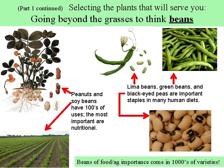 (Part 1 continued) Selecting the plants that will serve you: Going beyond the grasses