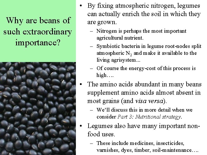 Why are beans of such extraordinary importance? • By fixing atmospheric nitrogen, legumes can