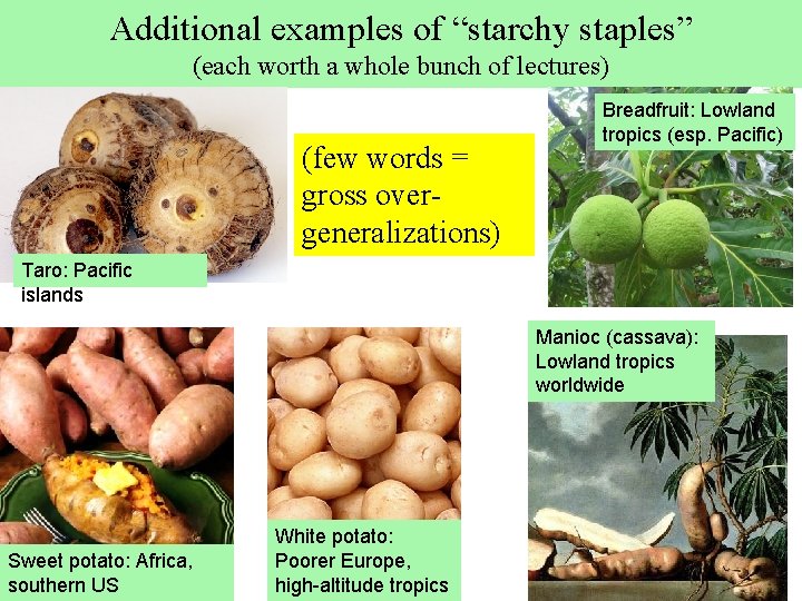 Additional examples of “starchy staples” (each worth a whole bunch of lectures) (few words