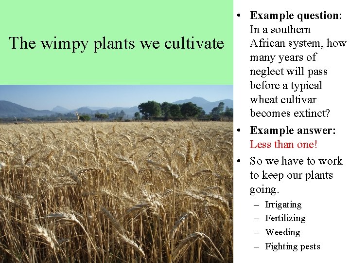 The wimpy plants we cultivate • Example question: In a southern African system, how