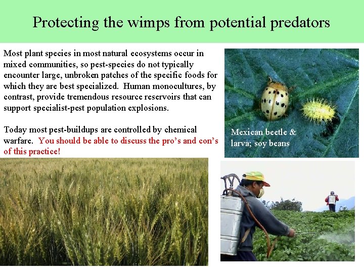 Protecting the wimps from potential predators Most plant species in most natural ecosystems occur