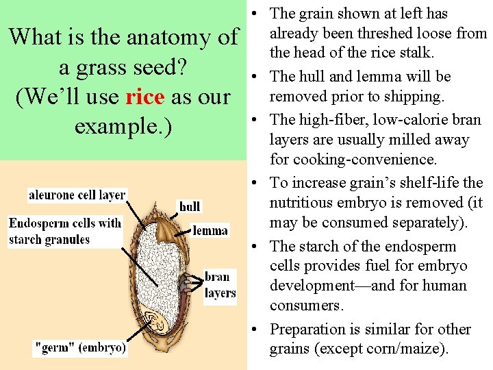 What is the anatomy of a grass seed? (We’ll use rice as our example.