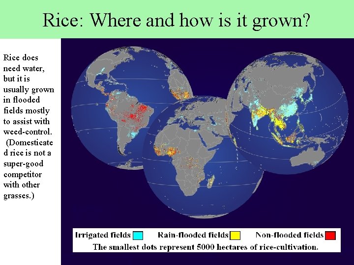 Rice: Where and how is it grown? Rice does need water, but it is