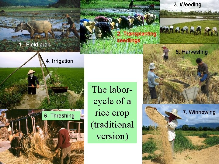 3. Weeding 1. Field prep 2. Transplanting seedlings 5. Harvesting 4. Irrigation 6. Threshing