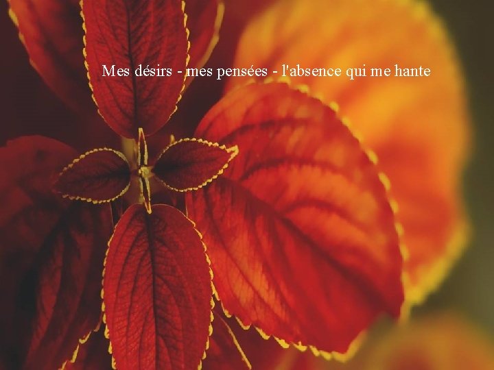 Mes désirs - mes pensées - l'absence qui me hante 