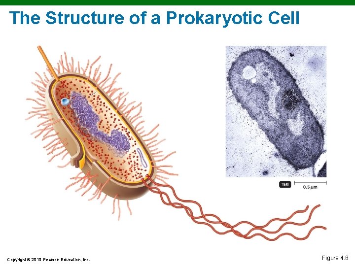 The Structure of a Prokaryotic Cell Copyright © 2010 Pearson Education, Inc. Figure 4. The Structure of a Prokaryotic Cell Copyright © 2010 Pearson Education, Inc. Figure 4.