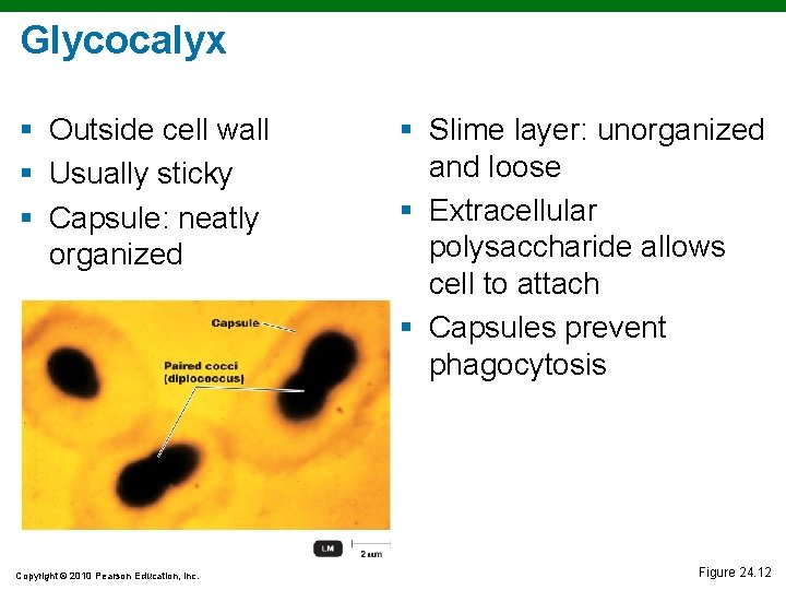 Glycocalyx § Outside cell wall § Usually sticky § Capsule: neatly organized Copyright © Glycocalyx § Outside cell wall § Usually sticky § Capsule: neatly organized Copyright ©
