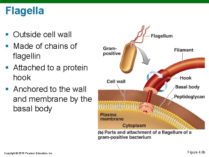 Flagella § Outside cell wall § Made of chains of flagellin § Attached to Flagella § Outside cell wall § Made of chains of flagellin § Attached to