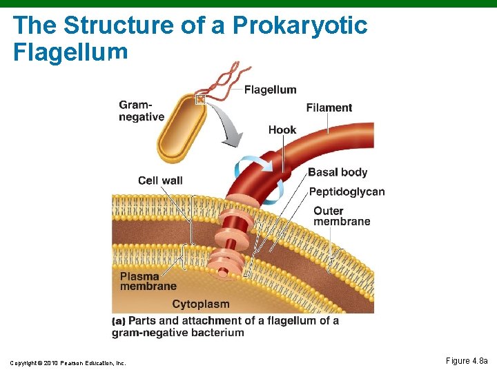 The Structure of a Prokaryotic Flagellum Copyright © 2010 Pearson Education, Inc. Figure 4. The Structure of a Prokaryotic Flagellum Copyright © 2010 Pearson Education, Inc. Figure 4.