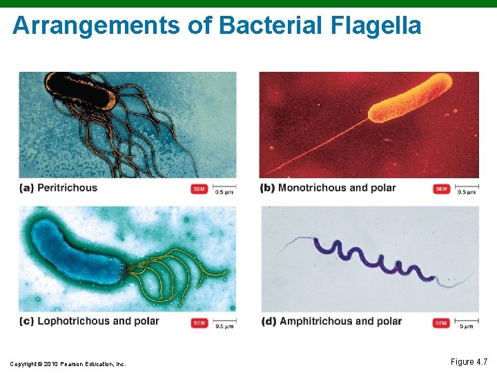 Arrangements of Bacterial Flagella Copyright © 2010 Pearson Education, Inc. Figure 4. 7 Arrangements of Bacterial Flagella Copyright © 2010 Pearson Education, Inc. Figure 4. 7