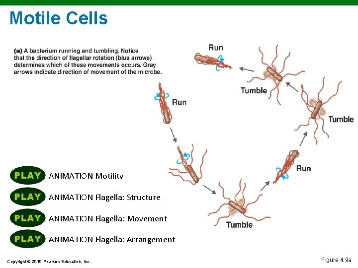 Motile Cells ANIMATION Motility ANIMATION Flagella: Structure ANIMATION Flagella: Movement ANIMATION Flagella: Arrangement Copyright Motile Cells ANIMATION Motility ANIMATION Flagella: Structure ANIMATION Flagella: Movement ANIMATION Flagella: Arrangement Copyright