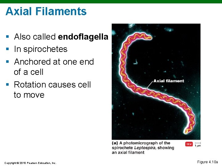 Axial Filaments § Also called endoflagella § In spirochetes § Anchored at one end Axial Filaments § Also called endoflagella § In spirochetes § Anchored at one end