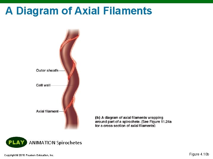 A Diagram of Axial Filaments ANIMATION Spirochetes Copyright © 2010 Pearson Education, Inc. Figure A Diagram of Axial Filaments ANIMATION Spirochetes Copyright © 2010 Pearson Education, Inc. Figure