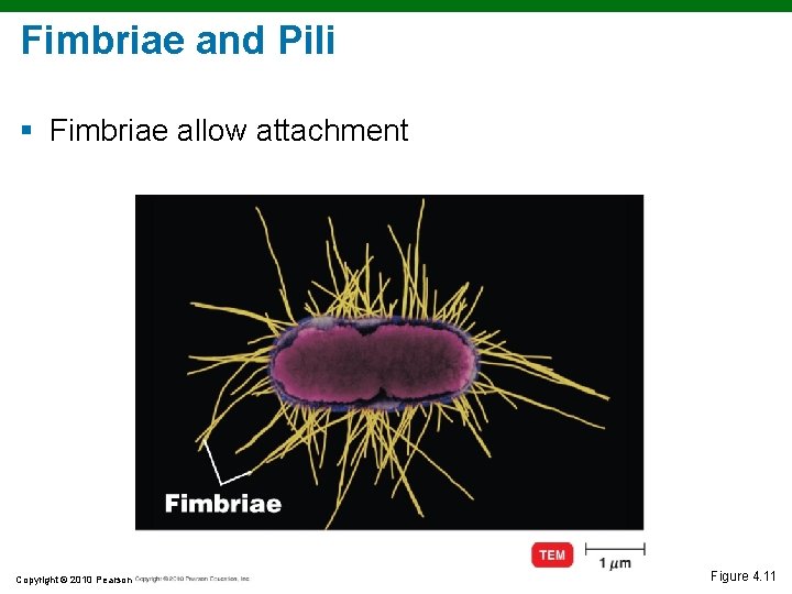 Fimbriae and Pili § Fimbriae allow attachment Copyright © 2010 Pearson Education, Inc. Figure Fimbriae and Pili § Fimbriae allow attachment Copyright © 2010 Pearson Education, Inc. Figure