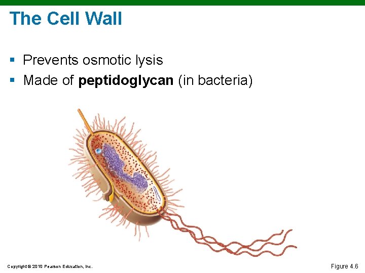 The Cell Wall § Prevents osmotic lysis § Made of peptidoglycan (in bacteria) Copyright The Cell Wall § Prevents osmotic lysis § Made of peptidoglycan (in bacteria) Copyright